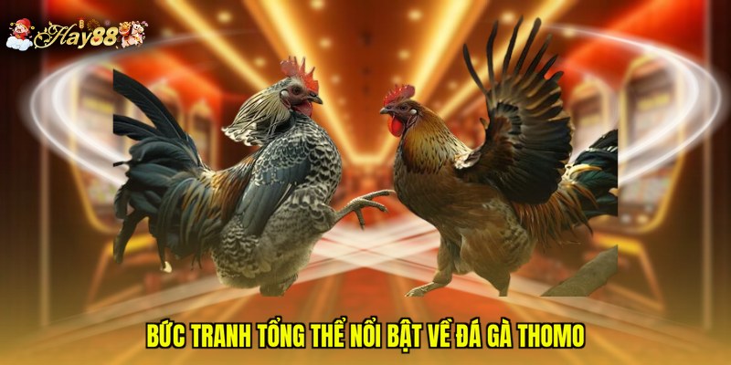 Bức tranh tổng thể nổi bật về đá gà Thomo