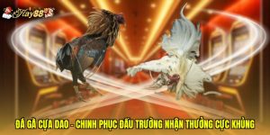 Đá Gà Cựa Dao - Chinh Phục Đấu Trường Nhận Thưởng Cực Khủng